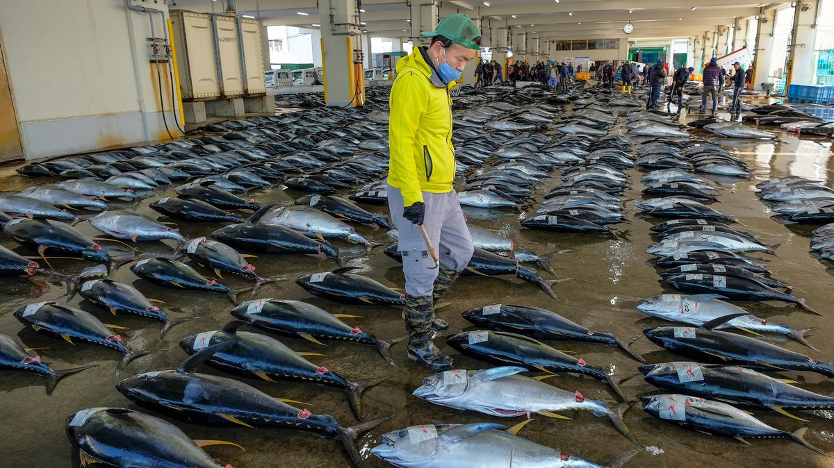 V rybě u Fukušimy naměřili obrovské množství cesia. Vypouštění vody se blíží